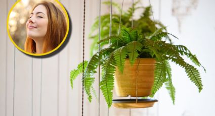 Plantas colgantes para atraer la buena suerte: descubre cuáles elegir para transformar la energía de tu hogar
