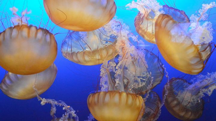 Este es el zoológico más grande del mundo y está en EU; tiene más 900 especies de animales