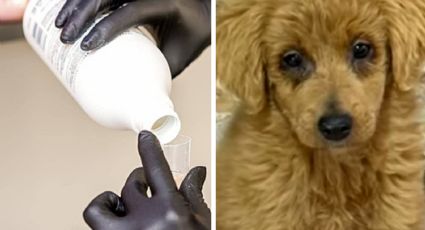 Rocían peróxido a perrita criolla de cuatro meses para venderla como Golden Retriver