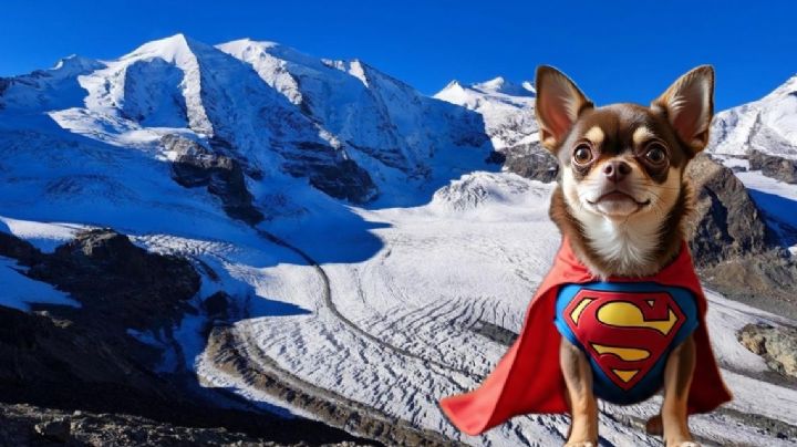 Perrito chihuahua se pone la capa de Superman; salvó a su dueño tras caer a un glaciar