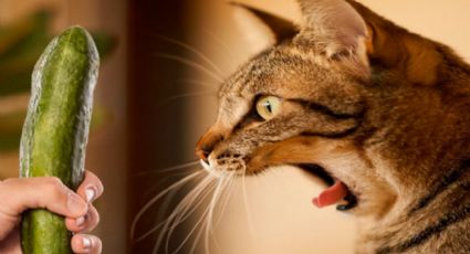 ¿Es verdad que los gatos le tienen miedo a los pepinos?, esto se sabe