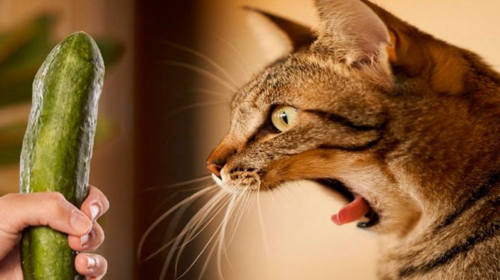 ¿Es verdad que los gatos le tienen miedo a los pepinos?, esto se sabe