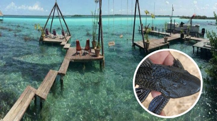 'Pez diablo' alerta a miles de pescadores en México; especies marinas comienzan a desaparecer