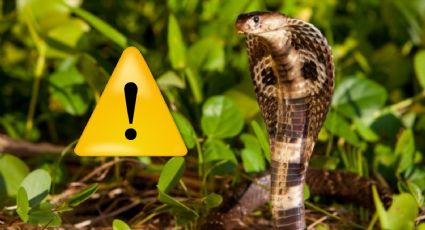 Esta es la serpiente venenosa más larga del mundo; es excelente nadadora