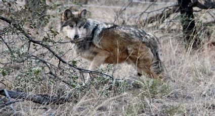 Ejemplar de un lobo mexicano es captado en libertad, tras décadas de ausencia
