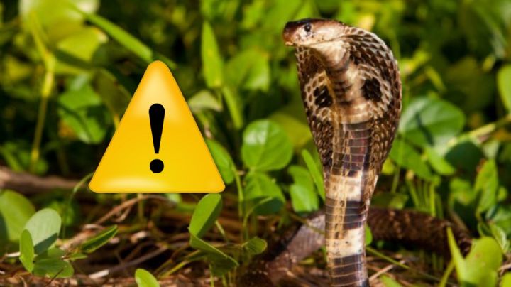 Esta es la serpiente venenosa más larga del mundo; es excelente nadadora