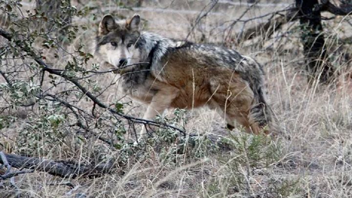 Ejemplar de un lobo mexicano es captado en libertad, tras décadas de ausencia