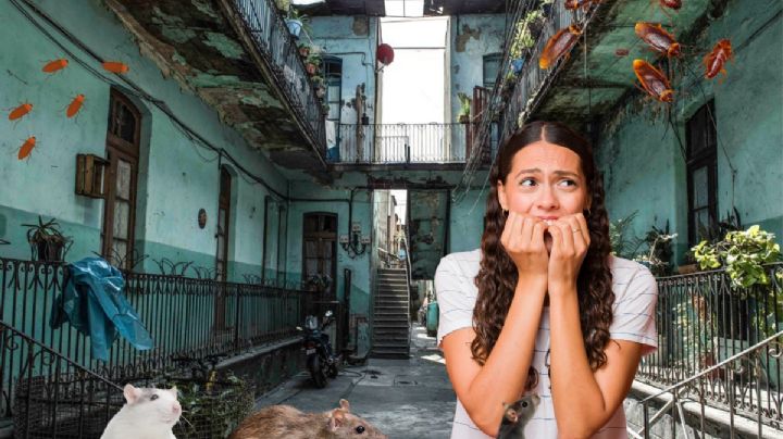 ¿Qué hacer si las plagas de mi vecino invaden mi casa?; estas autoridades pueden ayudarte