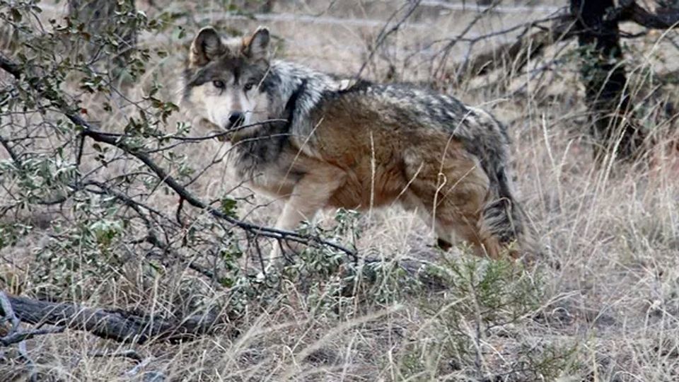 Un lobo mexicano en libertad.
