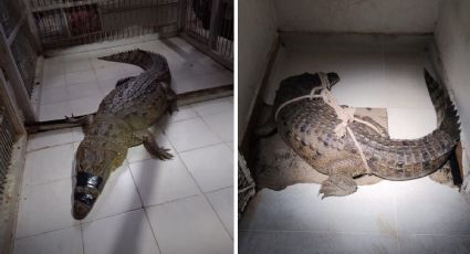 Atrapan a 88 cocodrilos sueltos en Tamaulipas; por esta razón rondaban en distintos municipios