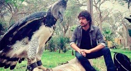 Regresa el águila arpía a México; tenía 12 años que no se veía ninguna en libertad