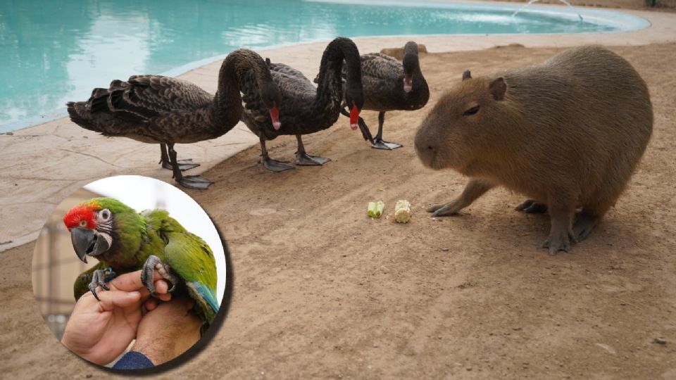 Estos son los horarios del Zoológico de Nuevo Laredo en vacaciones 2025