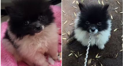 Él es Papatín, el perrito que ha conquistado TikTok debido a su adorable tamaño