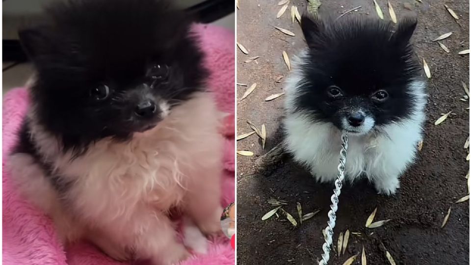 Papatin, la nueva estrella de TikTok; se gana el corazón con su adorable tamaño