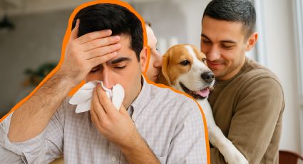 ¿Gripe o algo peor?, así se contagia la rickettsia y estos son sus síntomas; puede ser mortal
