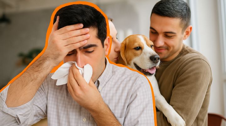 ¿Gripe o algo peor?, así se contagia la rickettsia y estos son sus síntomas; puede ser mortal