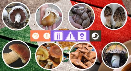 Estos son los hongos comestibles en México, ¿ya conocías algunos?