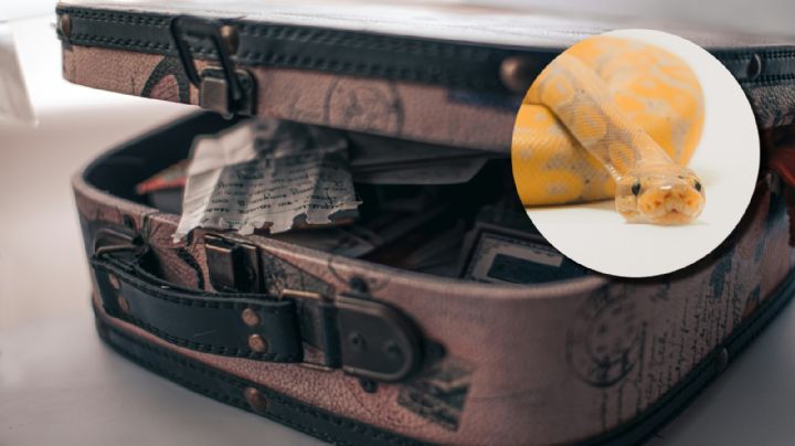 Con 16 serpientes en la maleta, así fue detenido un hombre que aterrizaba de vuelo