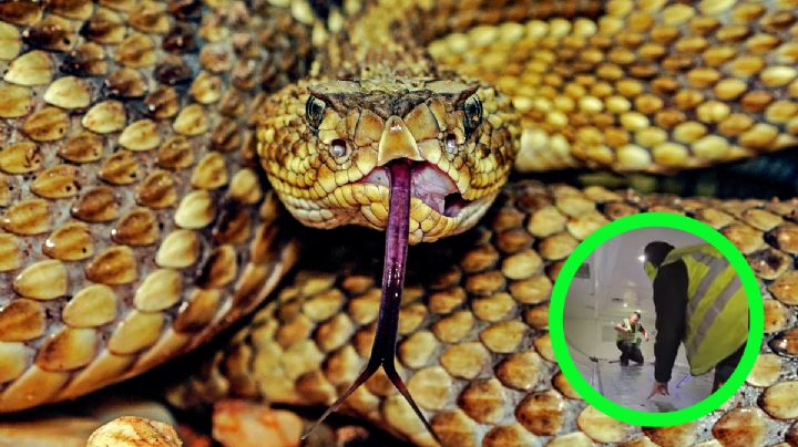 'Serpiente a bordo' amenaza vuelo y levanta las alarmas entre los tripulantes | VIDEO