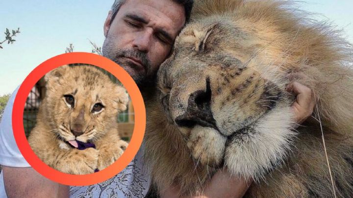 ¿Es posible criar a un león como a un perro?, esto es lo que opinan los expertos