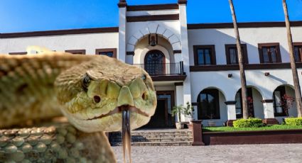 Capturan serpientes gigantes en calles de Escobedo; una era de cascabel