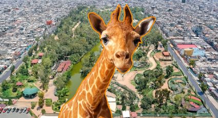 Este zoológico poco conocido cuenta con un lago artificial, es muy bonito y solo cuesta 5 pesos