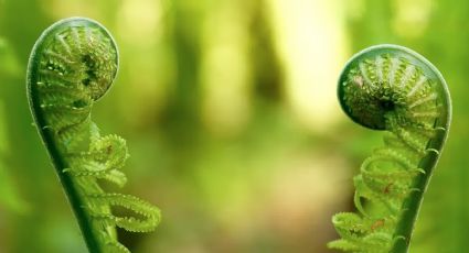 Conoce las plantas 'que hablan' y platican entre ellas