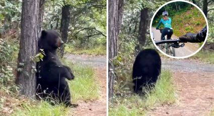 Oso 'gigante' sorprende a ciclistas en Nuevo León; esta fue su reacción | VIDEO