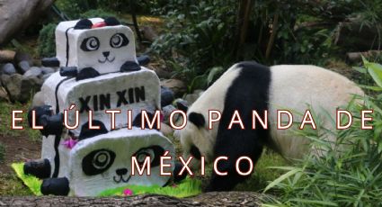 La última panda gigante en México está en sus últimos días; así preparan la despedida