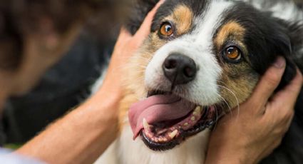 Si tu perro te lame, no siempre es una muestra de amor o cariño; esto explica una experta  
