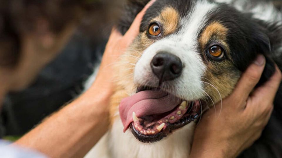Los perros lamen por diferentes razones