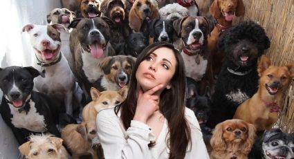 Esta es la raza de perro más cariñosa con los humanos y muy fácil de cuidar, según estudio