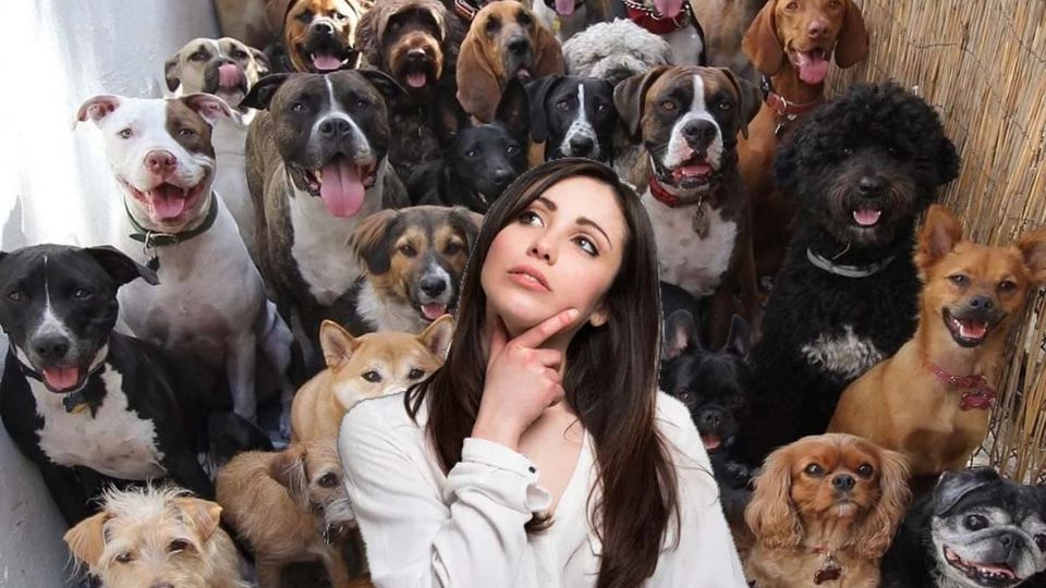 Una raza es considerada la más amorosa con los humanos