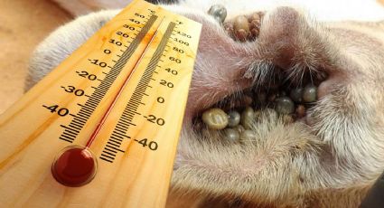 Por intenso calor en Tamaulipas, se incrementan plagas de pulgas y garrapatas