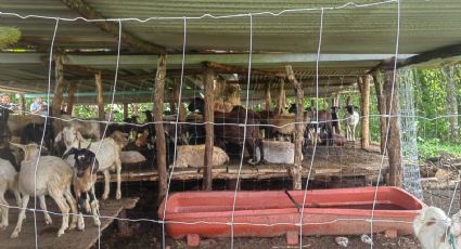 Gobierno de México embarga 120 animales sin documentación en Oaxaca 