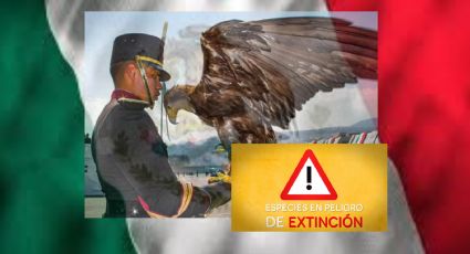 Este símbolo de identidad nacional está en peligro de extinción