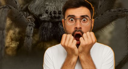 La araña gigante que aterroriza a la población; vive en las montañas de este estado