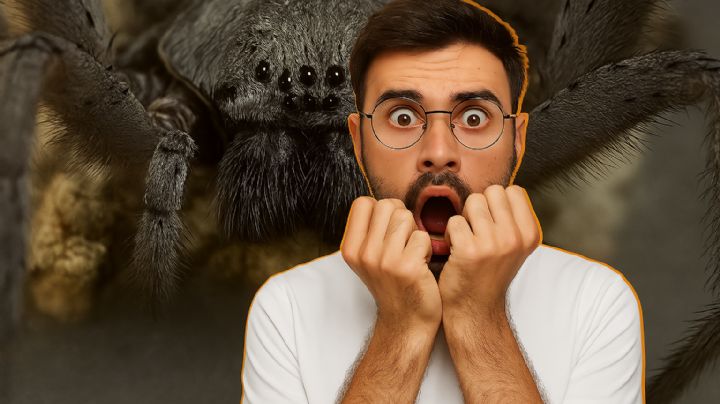 La araña gigante que aterroriza a la población; vive en las montañas de este estado