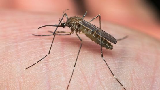 Autoridades de Laredo alertan por el primer caso de Virus del Nilo Occidental; ¿cómo se contagia?