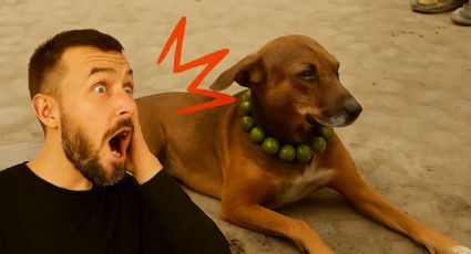 ¿Por qué les ponen un collar de limones a los perritos?, esto dicen los expertos