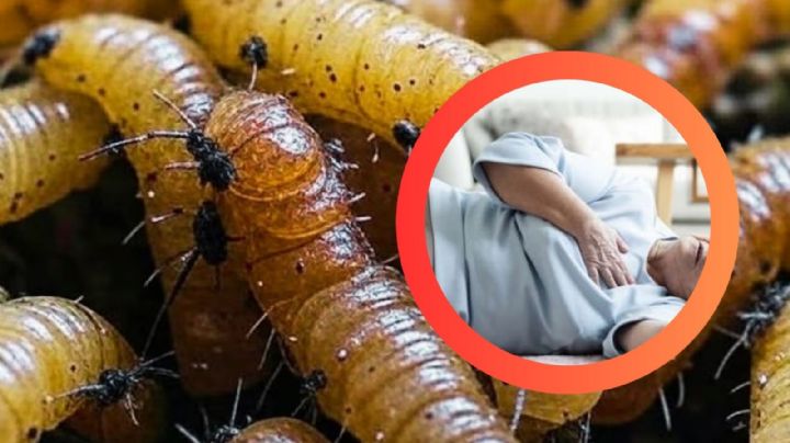 Gusano barrenador cobra su primera víctima mortal en México; fue en este estado