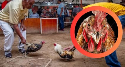 Hombre es apuñalado por gallo de pelea; murió desangrado antes de llegar al hospital