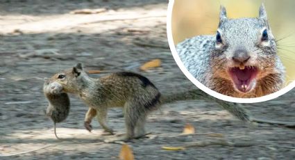 Ardillas se vuelven carnívoras; atacan a otros roedores para alimentarse