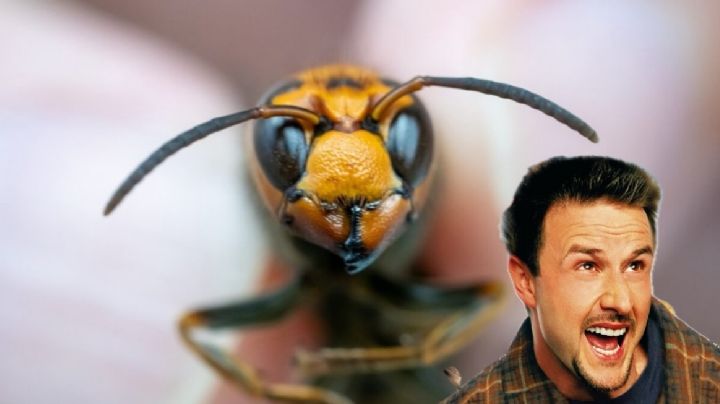 Encuentran nido de avispas radiactivas en EU; ¿representan un peligro para la humanidad?