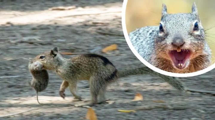 Ardillas se vuelven carnívoras; atacan a otros roedores para alimentarse