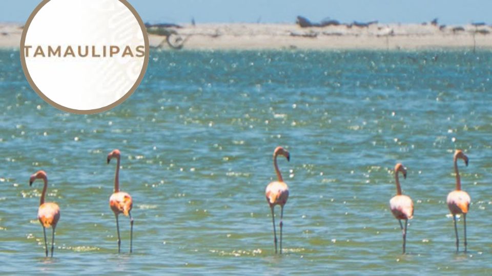 ¿Presencia de flamingos?