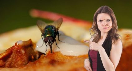 Si una mosca se para en un alimento, ¿cuánto tiempo necesita para contaminarlo?