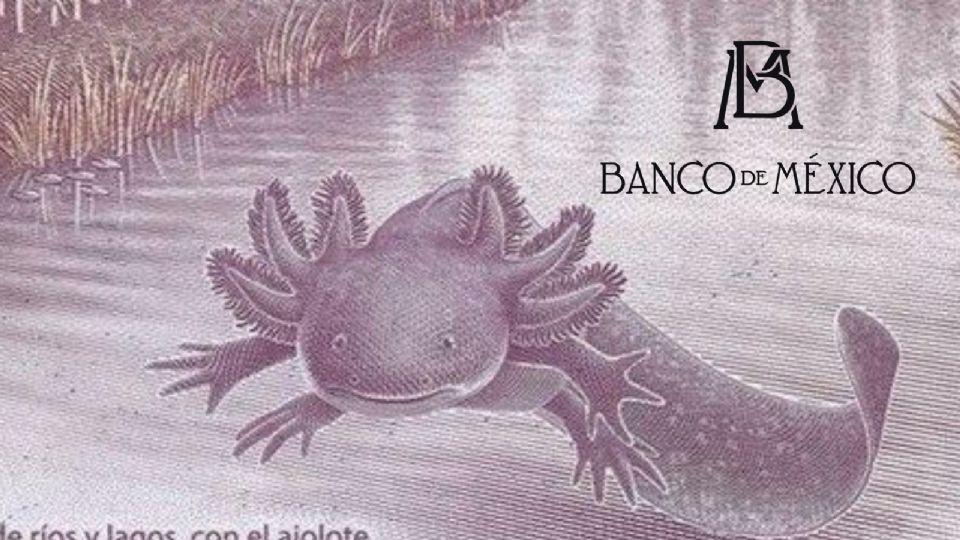 Más de 12 mdp hay en billetes de ajolote guardados o coleccionados