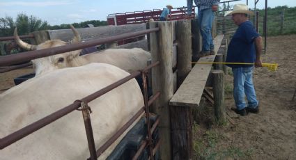 Ganaderos de Nuevo Laredo reciben ivermectina gratis para un campo más fuerte