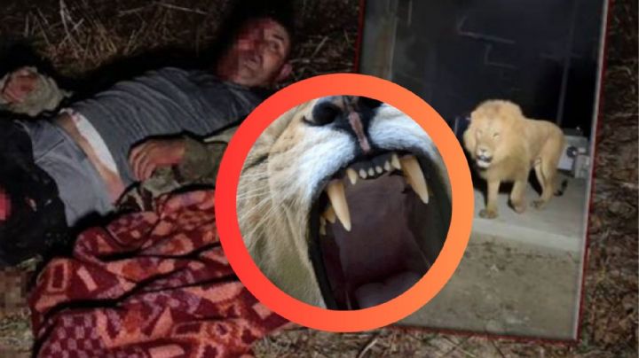 León escapa de parque y ataca a un hombre; autoridades lo sacrificaron